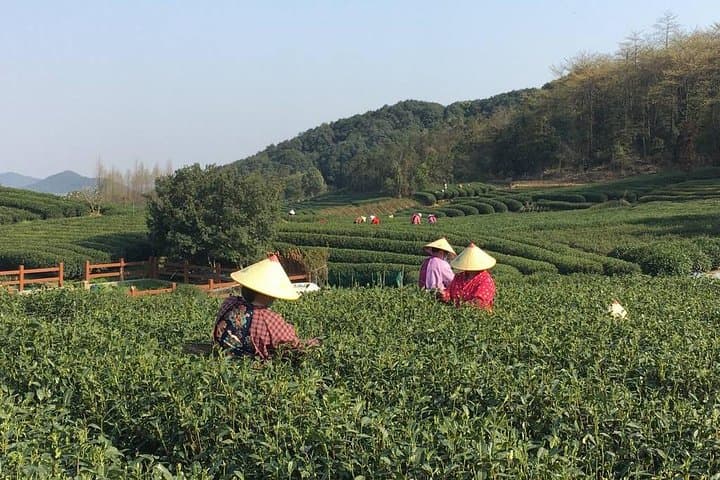 Hangzhou Nine Creeks Hike & Longjing Tea Tasting — Half-Day Tour photo 6