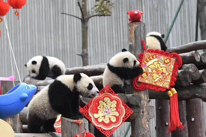 Chengdu Panda Base to Wuhou: Morning with Pandas, Afternoon in Jinli Ancient Town photo 1