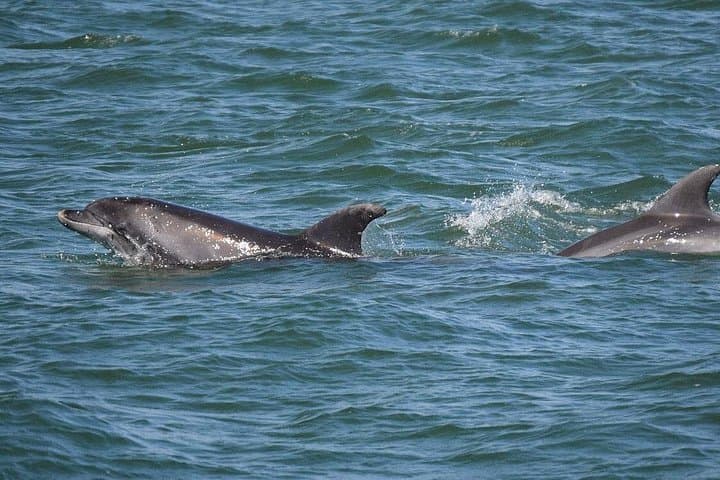 Panama City Beach Dolphin Sightseeing Sail — Catamaran Cruise from Grand Lagoon photo 4