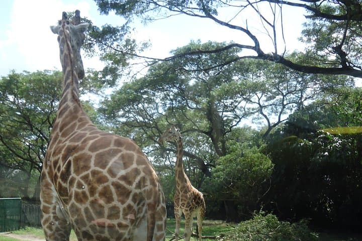 Auto Safari Chapín Drive-Through Safari from Puerto Quetzal: See Giraffes, Rhinos & Hippos photo 2