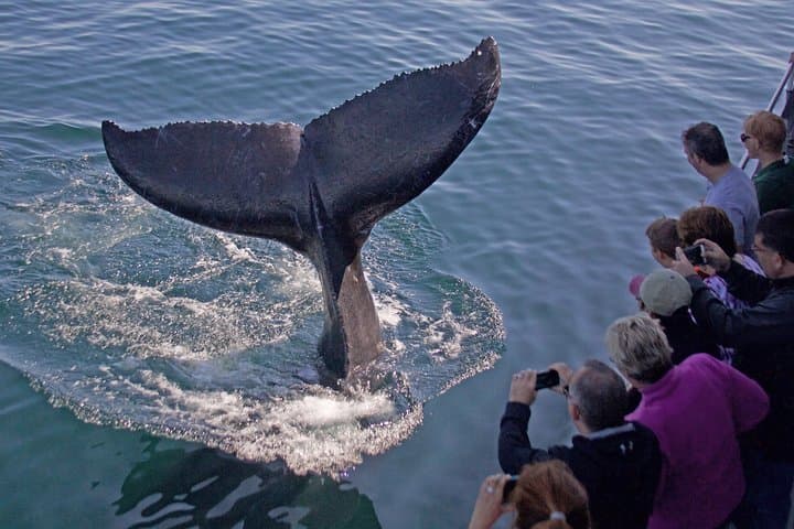 Guaranteed Whale Watching at Stellwagen Bank from Gloucester Harbor