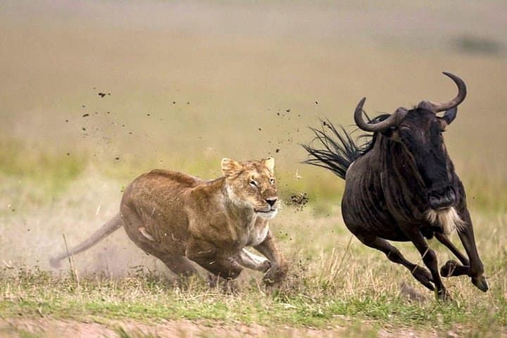 5-Day Maasai Mara, Lake Naivasha & Lake Nakuru Safari — Big Cats, Flamingos & Rift Valley Views photo 5