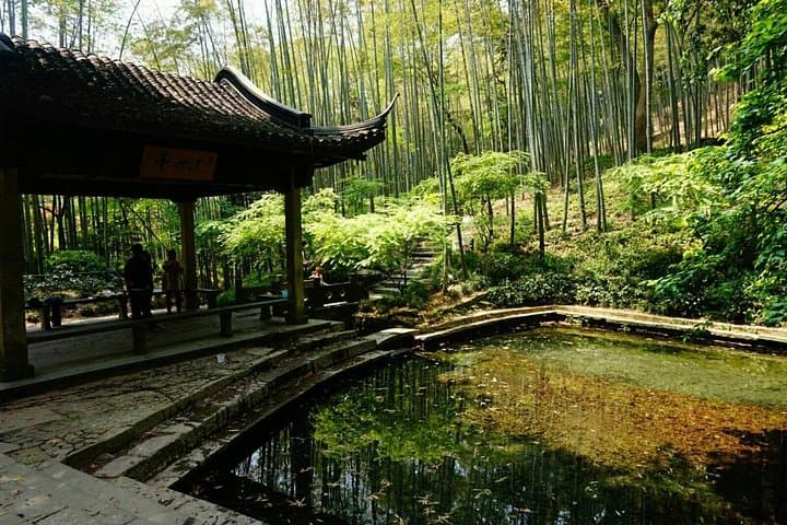 Half-Day Yunxi Bamboo Forest & Longjing Tea Plantation Tour, Hangzhou photo 4