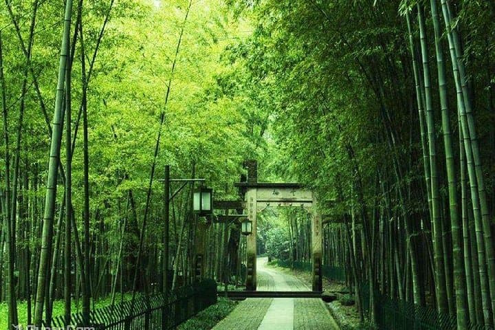 Half-Day Yunxi Bamboo Forest & Longjing Tea Plantation Tour, Hangzhou photo 6