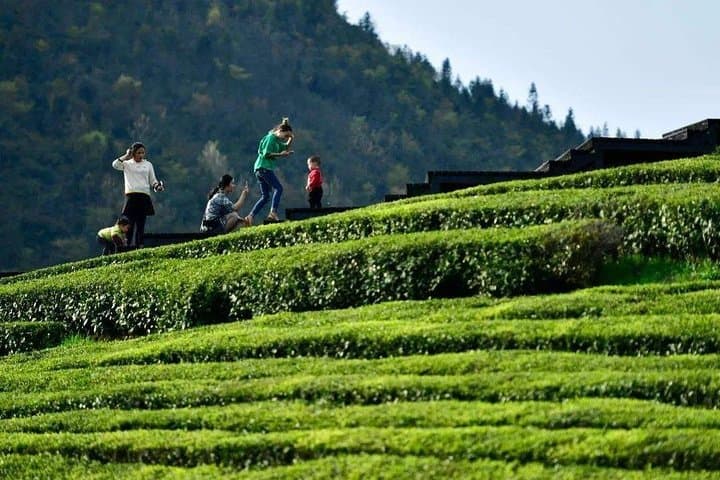 Half-Day Private Hangzhou Highlights: West Lake, Lingyin & Longjing Tea Fields photo 3