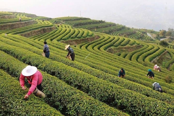 Custom Hangzhou Private Day Tour: West Lake, Lingyin Temple & Longjing Tea Experience photo 5