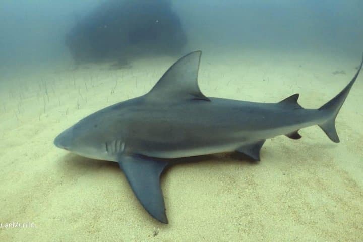 Scuba Diving Cabo Pulmo: Explore Mexico’s Living Coral Reef in the Sea of Cortez photo 2