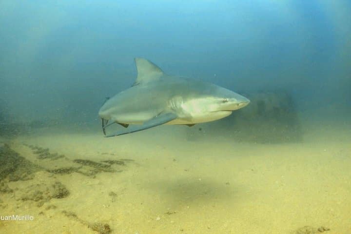 Scuba Diving Cabo Pulmo: Explore Mexico’s Living Coral Reef in the Sea of Cortez photo 3