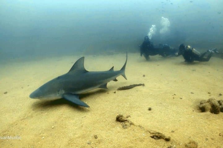 Scuba Diving Cabo Pulmo: Explore Mexico’s Living Coral Reef in the Sea of Cortez photo 4
