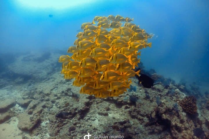 Scuba Diving Cabo Pulmo: Explore Mexico’s Living Coral Reef in the Sea of Cortez