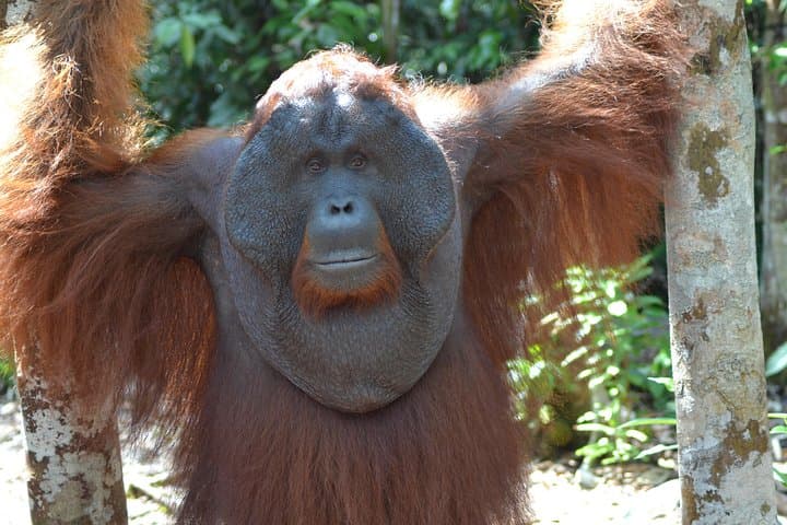 Dayak Lamandau & Orangutan Trek: 6-Day Tanjung Puting Cultural and Wildlife Expedition