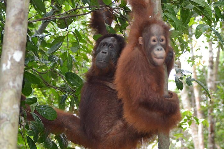 Dayak Lamandau & Orangutan Trek: 6-Day Tanjung Puting Cultural and Wildlife Expedition photo 2