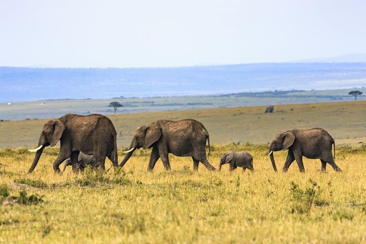 Full-Day Serengeti Safari from Mwanza — Wildlife, Rivers & Rolling Plains photo 3