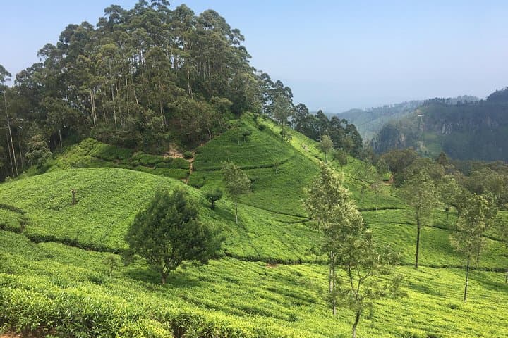 8-Day Sri Lanka Highlights Tour: Sigiriya, Kandy, Ella, Yala & Mirissa photo 6
