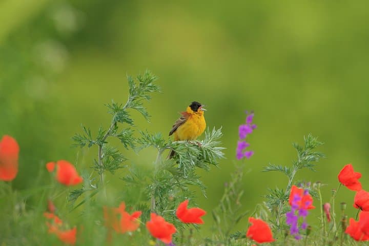 Two-Day Birding in Bulgaria's Eastern Rhodopes and Sakar photo 3