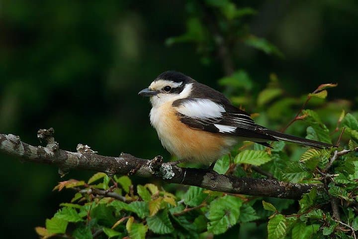 Two-Day Birding in Bulgaria's Eastern Rhodopes and Sakar photo 6