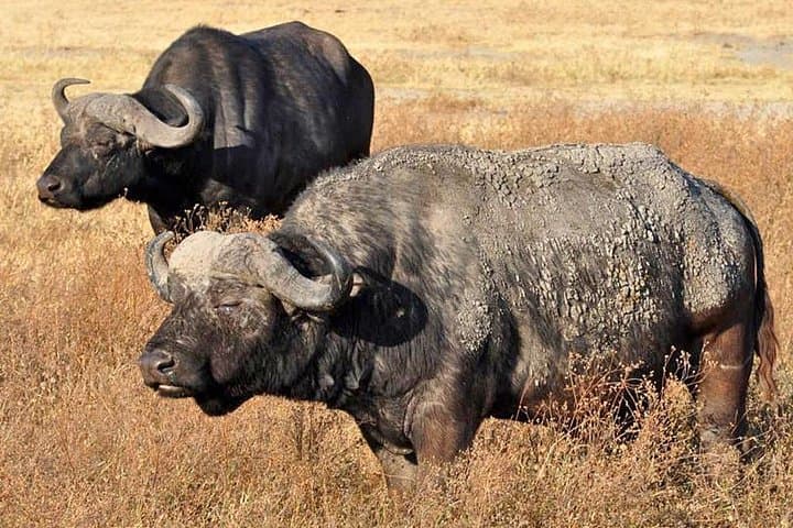 Serengeti & Ngorongoro: 5-Day Safari Through Tanzania's Wildlife Heartland photo 3