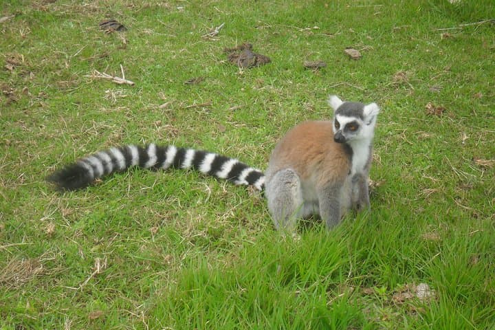 RN 7 Southern Road Trip: Antananarivo to Ifaty via Ranomafana and Isalo photo 2