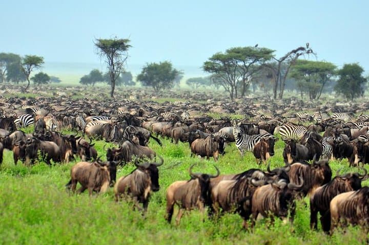 6-Day Masai Mara Wildebeest Migration Safari: Big Five & River Crossings