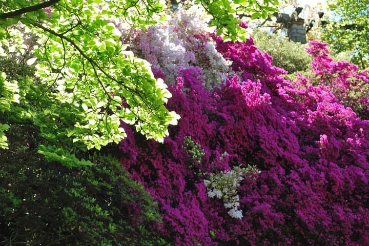 Private Walking Tour of Villa Taranto Botanical Gardens, Verbania photo 3