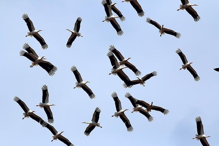 Varna–Beloslav Lake Birdwatching & Cultural Day Tour photo 5