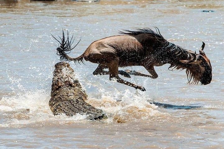 8-Day Masai Mara Wildebeest Migration Safari: Best Time, Itinerary & Tips