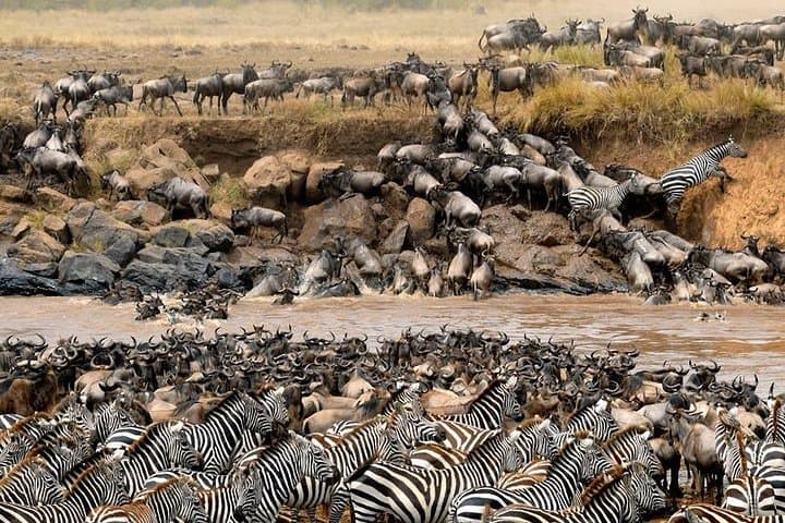 8-Day Masai Mara Wildebeest Migration Safari: Best Time, Itinerary & Tips photo 2