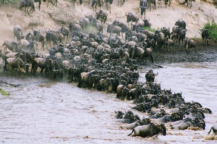 8-Day Masai Mara Wildebeest Migration Safari: Best Time, Itinerary & Tips photo 4