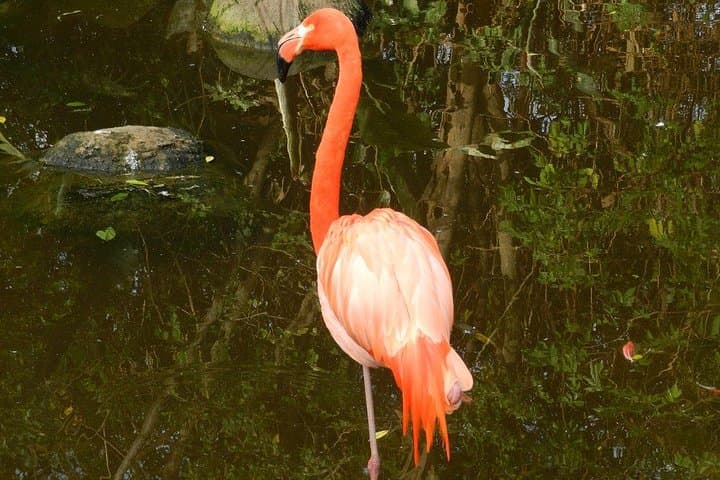 Garden Route Adrenaline: Ziplines, Monkey Sanctuaries & Bloukrans Bungy photo 4
