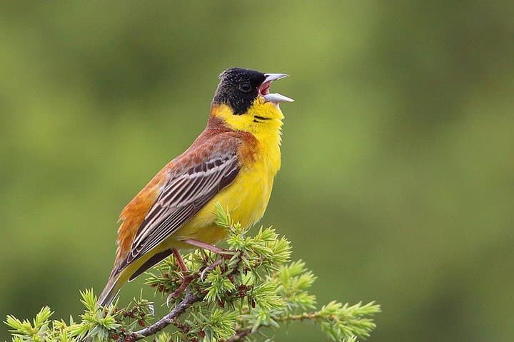 Burgas Coast Birdwatching & Wine Day Tour — Via Pontica Wetlands and Oak Forests