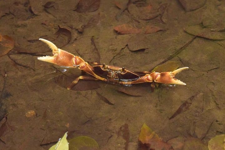 Hike to Three Waterfalls at Natureworld St. Lucia — Rainforest Trail Guide photo 2