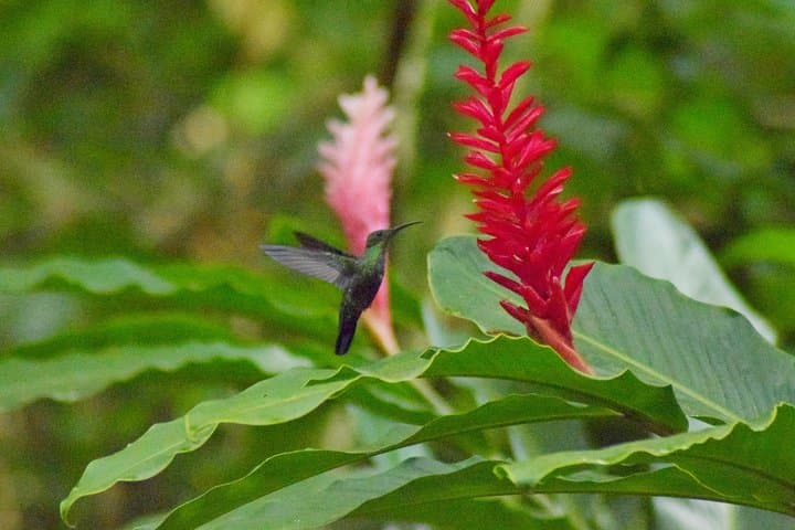 Hike to Three Waterfalls at Natureworld St. Lucia — Rainforest Trail Guide photo 4