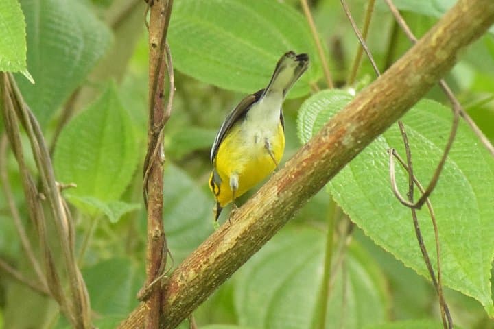 Hike to Three Waterfalls at Natureworld St. Lucia — Rainforest Trail Guide photo 6
