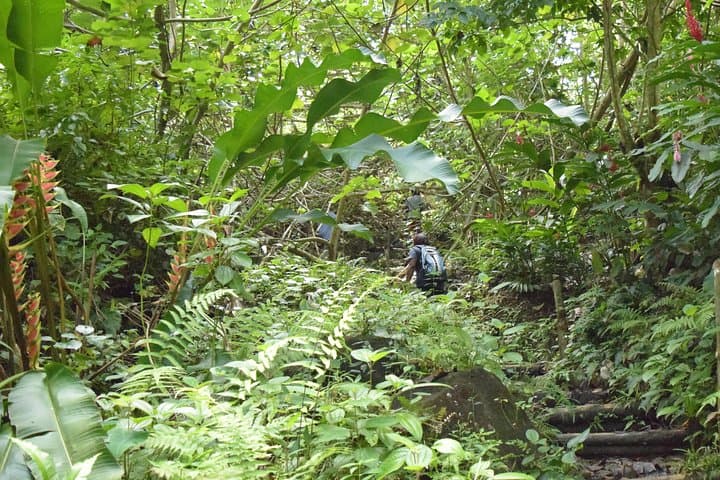 Hike to Three Waterfalls at Natureworld St. Lucia — Rainforest Trail Guide