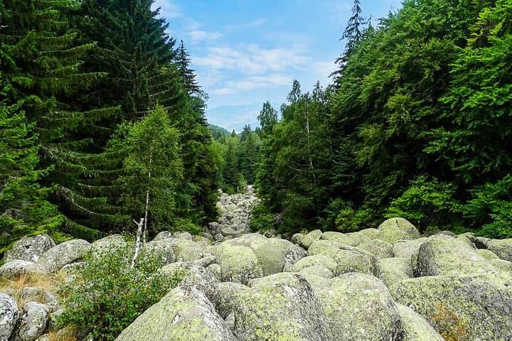 One-day Birding Around Sofia: Vitosha Mountain & Dragoman Marsh Birdwatching photo 3