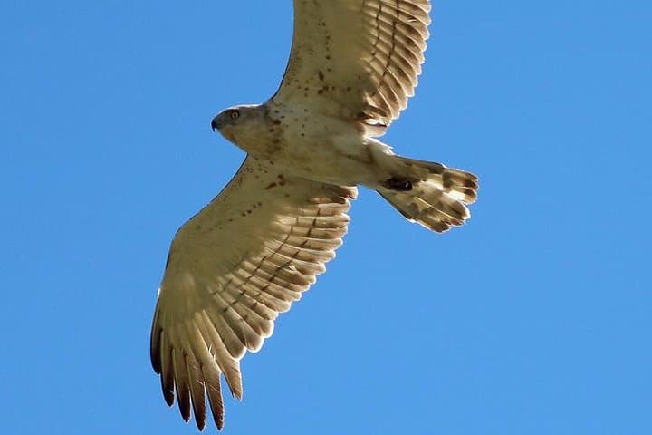 One-day Birding Around Sofia: Vitosha Mountain & Dragoman Marsh Birdwatching photo 6