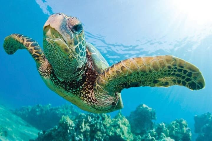 Exploring Kona-Kohala Coast: Waikoloa Catamaran Snorkel Sail with Lunch photo 5