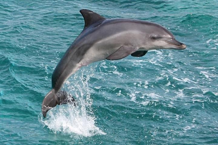 Exploring Kona-Kohala Coast: Waikoloa Catamaran Snorkel Sail with Lunch photo 4