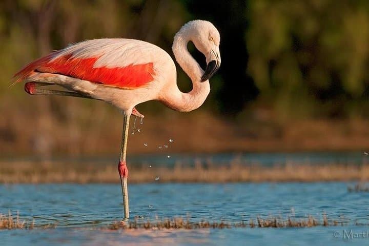 Full-Day Laguna de los Pozuelos Flamingo Reserve Tour from Tilcara