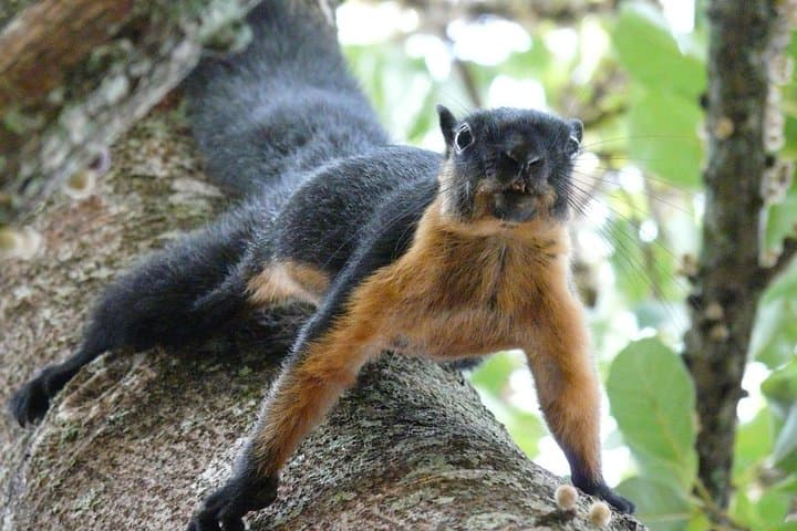 Morning Jungle Trek in Langkawi: 3-Hour Guided Rainforest Hike photo 2