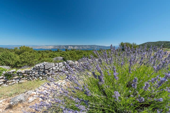 Private Hvar Island Olive Oil Tasting and Inland Tour photo 2