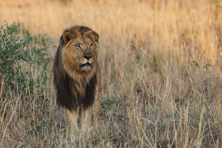 6-Day Uganda Safari: Gorillas, Chimps & Murchison Falls Big Five Experience photo 6