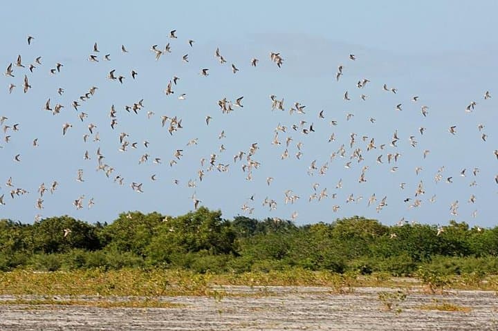Olango Island Bird Watching and Snorkeling Day Trip from Cebu — Complete Day-Trip Guide photo 2