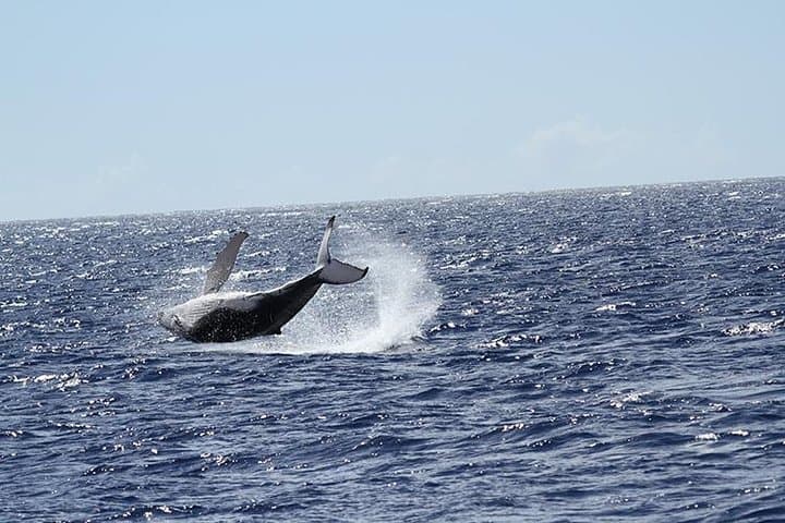 Oahu Whale Watching Cruise Aboard The Majestic — Best Time, Tips & What to Expect photo 3