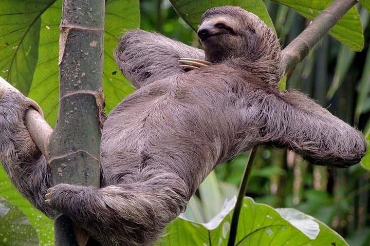Manuel Antonio Wildlife Walk: Guided Tour of Costa Rica’s Rainforest and Beaches photo 2