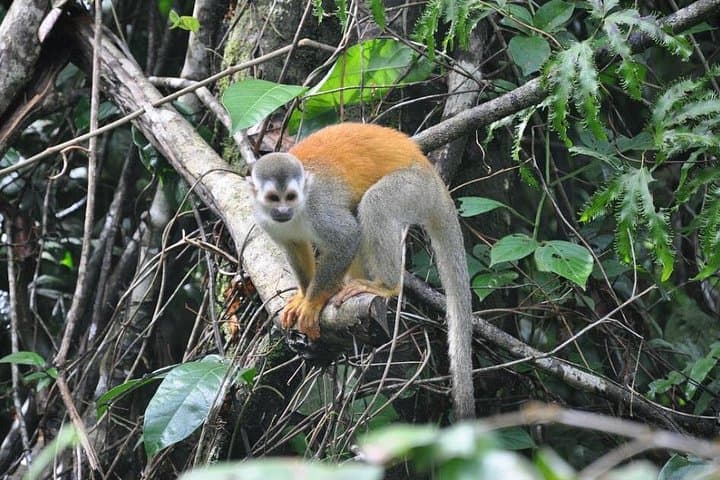 Manuel Antonio Wildlife Walk: Guided Tour of Costa Rica’s Rainforest and Beaches photo 4