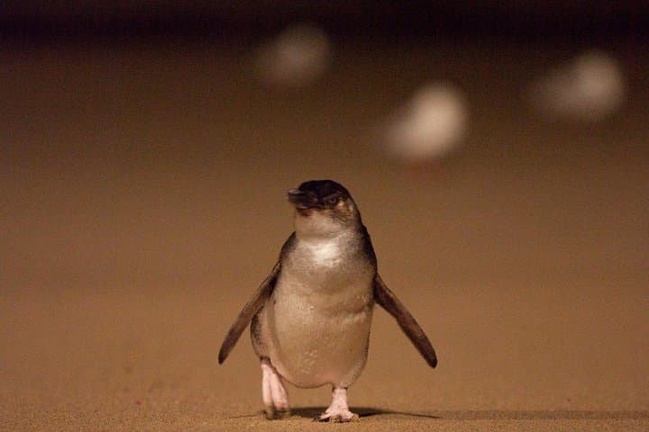 Phillip Island Medium Group Tour: Penguin Parade, Nobbies & Moonlit Sanctuary Day Trip photo 4