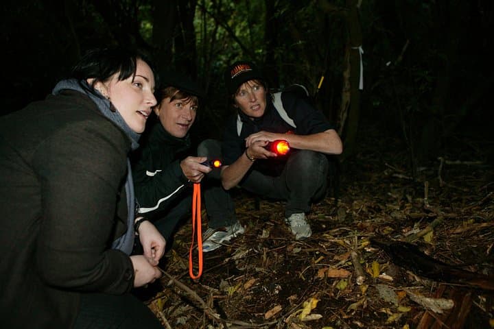 Zealandia by Night: Guided Eco Wildlife Walk in Wellington