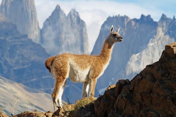 4-Day Puerto Natales & Torres del Paine: Glaciers, Lakes & Milodon Cave photo 5