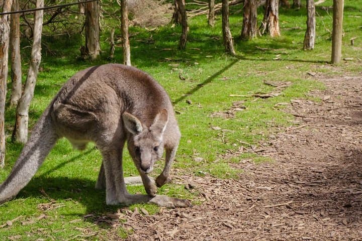 Melbourne Shore Excursion: Moonlit Sanctuary & Mornington Peninsula Wine Tour photo 3